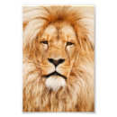 Search for pride photography Lion
