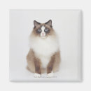 Search for big cat magnets Cute