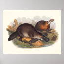 Search for platypus art Duck billed platypus