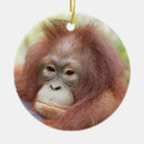 Search for orangutan christmas tree decorations Primates