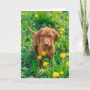 Search for pointer dog cards Canine