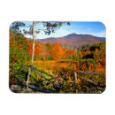 Search for fir magnets Foliage