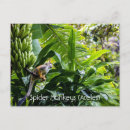 Search for spider monkey Animal