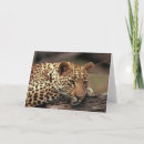 Search for leopards cards Exotic