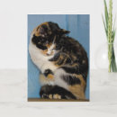 Search for calico cat birthday cards Pet