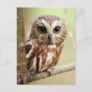 Search for sawing vertical postcards Northern saw whet owl