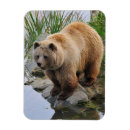 Search for grizzly magnets Animals