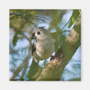 Search for tiny small magnets Birds