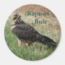 Search for hawks magnets Raptors
