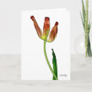 Search for mayan cards Photography
