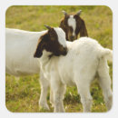 Search for white goat stickers Animals