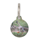 Search for collar photography Bird
