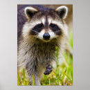 Search for racoon posters Bandit