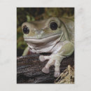 Search for dumpy Amphibian