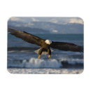 Search for haliaeetus magnets Eagle