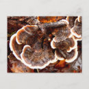 Search for fungi postcards Autumn