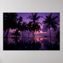 Search for palms posters Sunrise