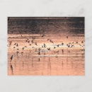 Search for flights postcards Sun