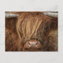 Search for scottish highland cow postcards Coo