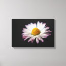 Search for bellis art White