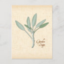 Search for herbs postcards Sage
