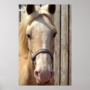 Search for palomino posters Equine