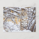 Search for felidae postcards Elizabeth boehm
