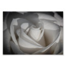 Search for black and white rose photography posters Flowers