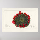 Search for vintage cactus posters Cacti