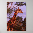 Search for tall giraffe posters Spots