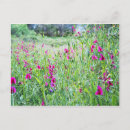 Search for sweet pea flowers postcards Pink