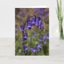 Search for bluebell cards Flower