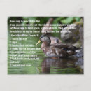Search for duck postcards Wildlife