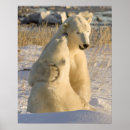 Search for hudson bay posters Churchill
