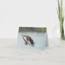 Search for bald cards Wildlife