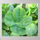 Search for four leaf clovers posters Irish