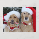 Search for cute golden retriever postcards Pet