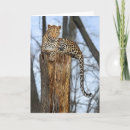 Search for leopard halloween cards Nature