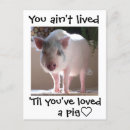 Search for pigs postcards Piggy