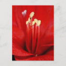 Search for tulpe postcards Blüte