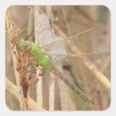 Search for dragonflys stickers Bugs