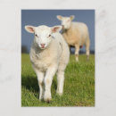 Search for length postcards Animal