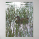 Search for wild duck posters Nature