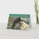Search for iguanas cards Photography