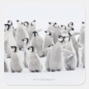 Search for emperor stickers Bird
