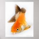 Search for tail fin posters Animal
