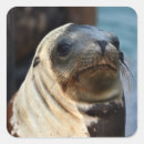 Search for sea lions stickers Beach