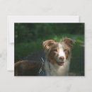 Search for merle postcards Puppy