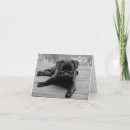 Search for black pug cards Dog