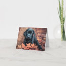 Search for black labrador puppy birthday cards Retriever